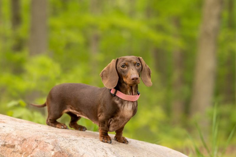 Dachshund