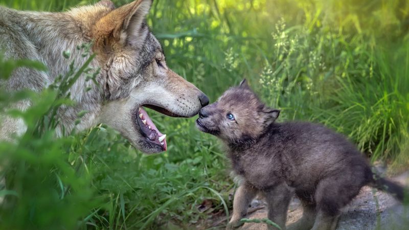 Wolf Pup
