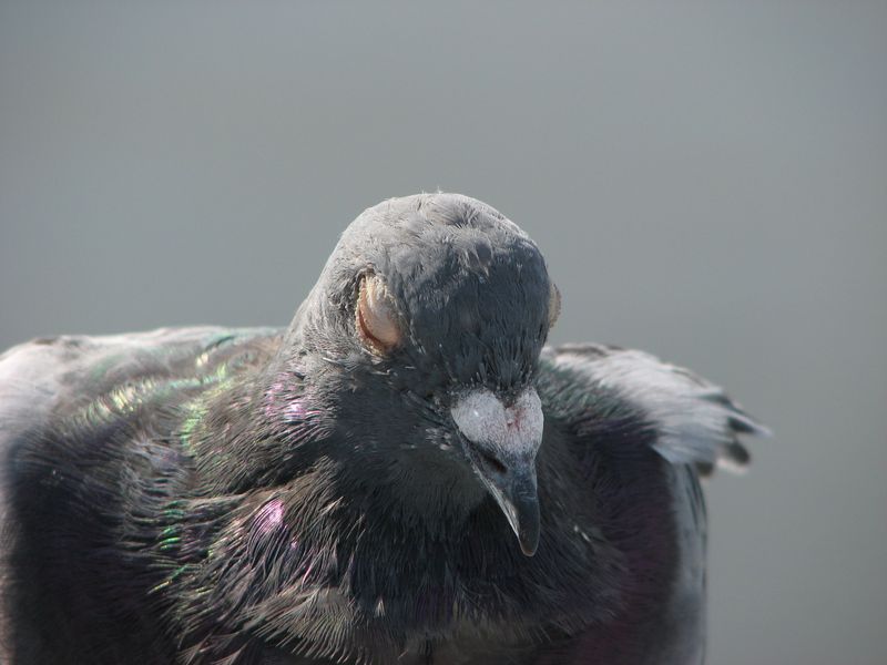 Pigeon