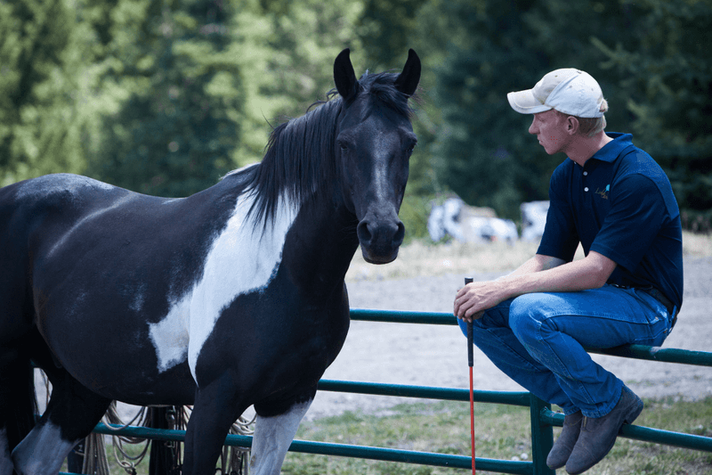 Horses