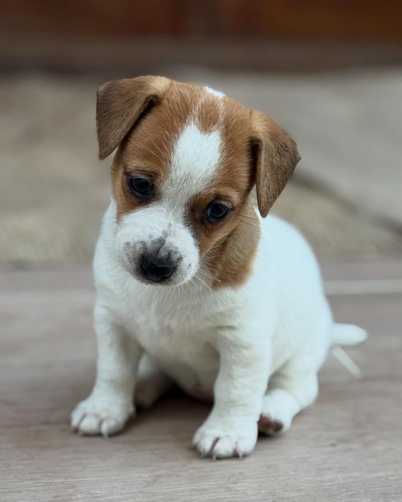 Jack Russell Terrier