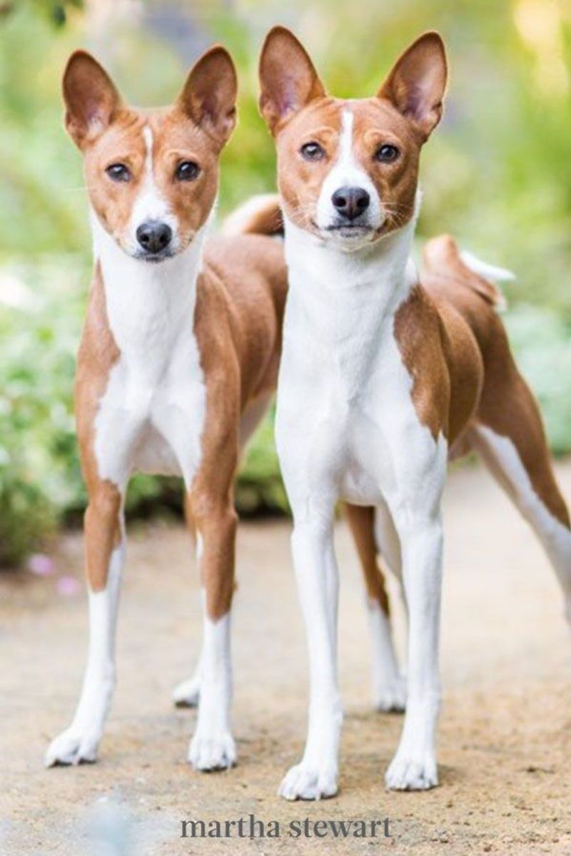 Basenji
