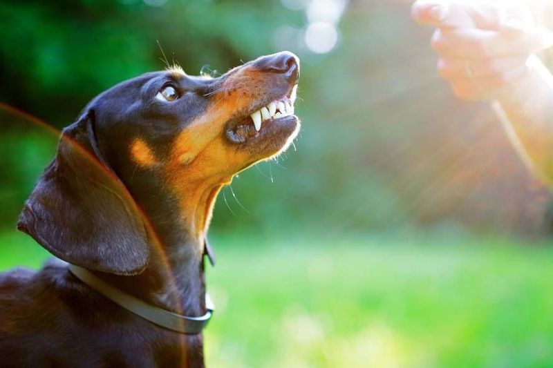 Dachshund