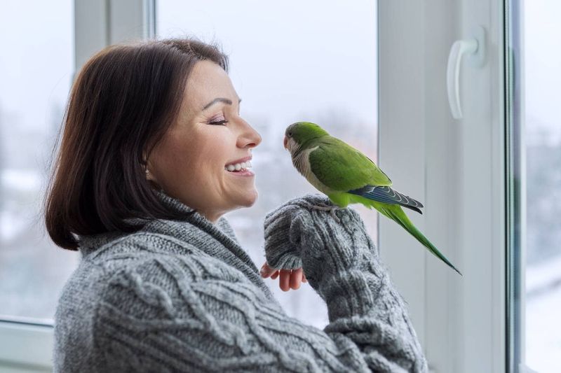 Parrot (Macaw or African Grey)