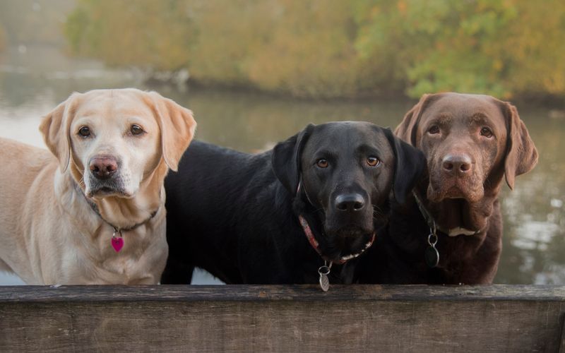 Labrador Retriever