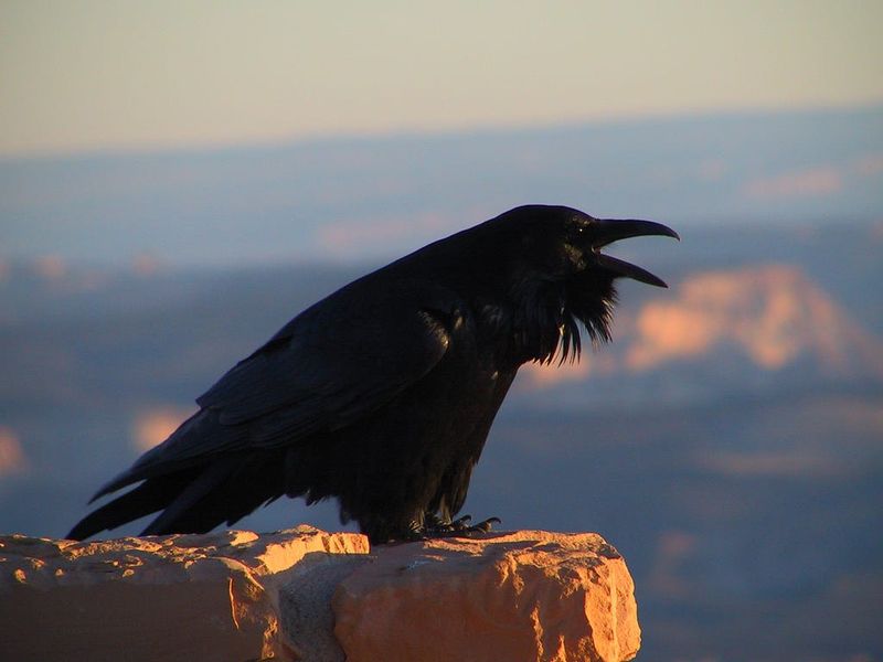 Ravens