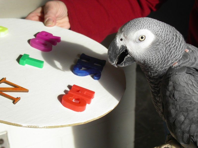 African Grey Parrots