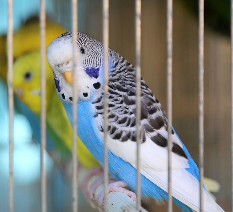 Parakeet
