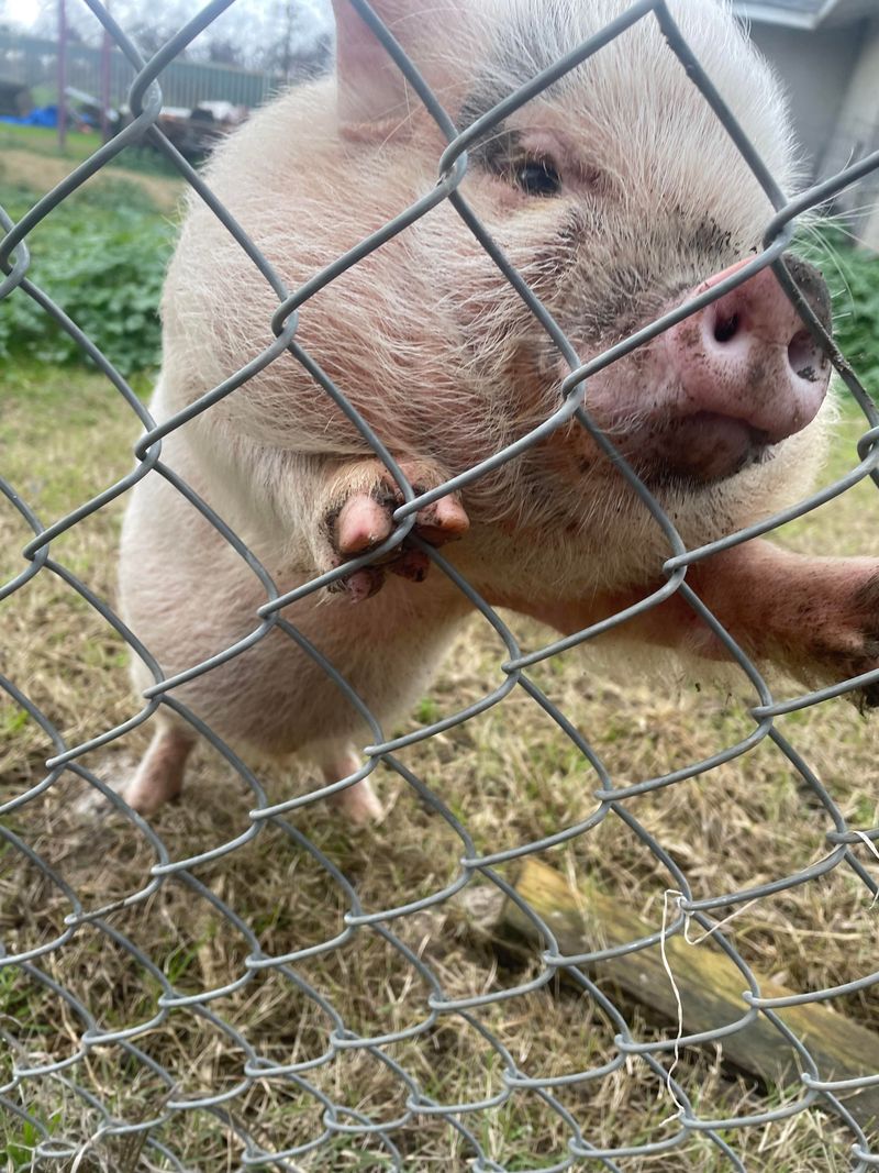 Pig