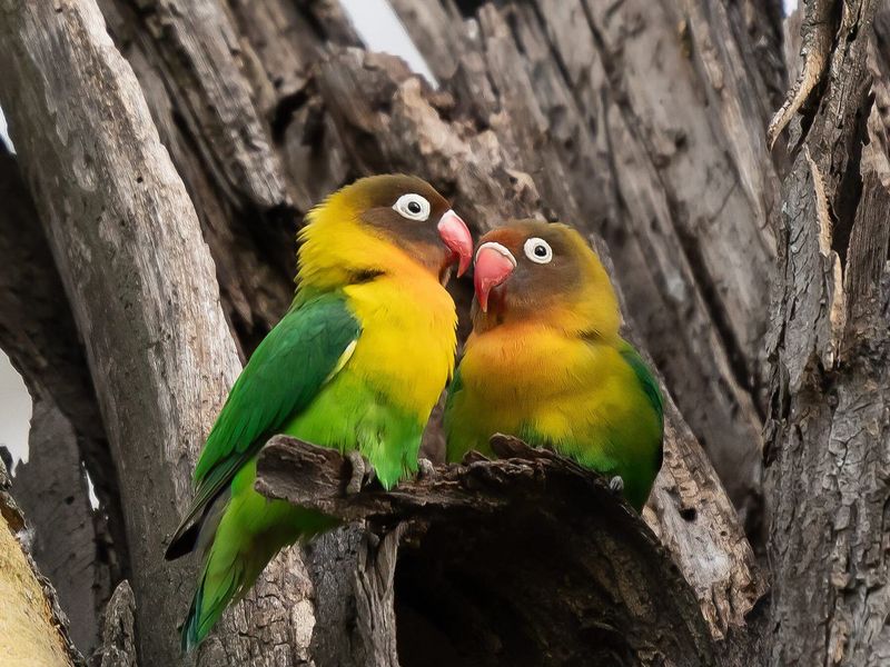 Lovebirds