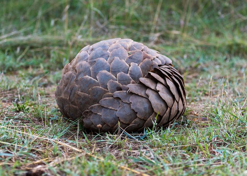 Indian Pangolin
