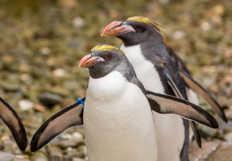 Macaroni Penguin