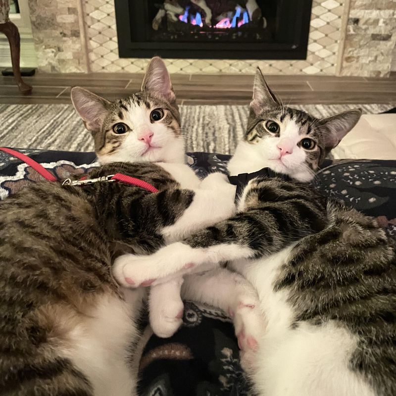 Simba & Nala