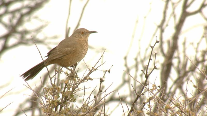 Bendire’s Thrasher