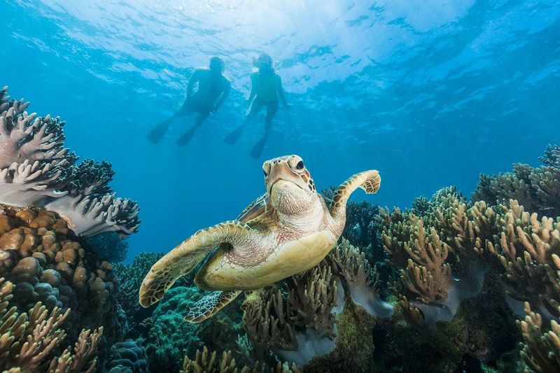 Great Barrier Reef, Australia