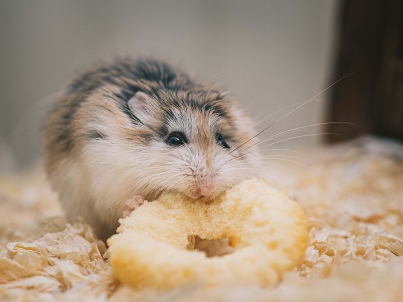 Provide Nutritious Diet