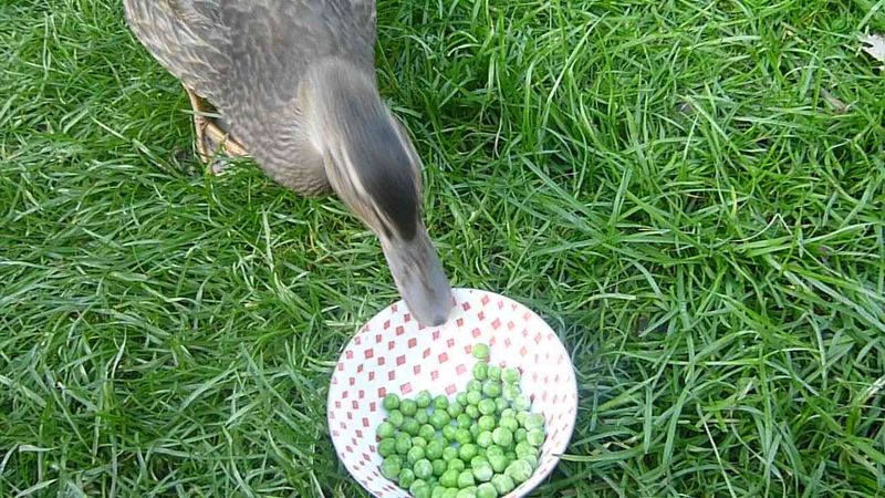 Peas (fresh or thawed frozen)