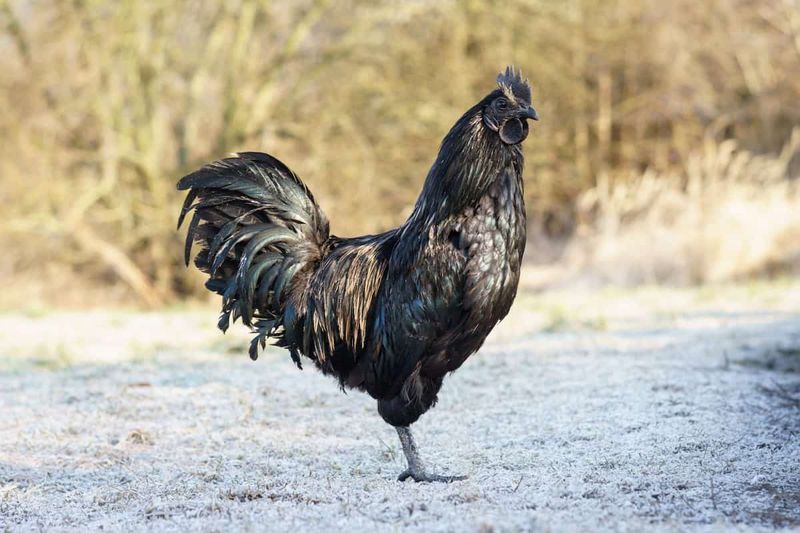 Ayam Cemani Chicken