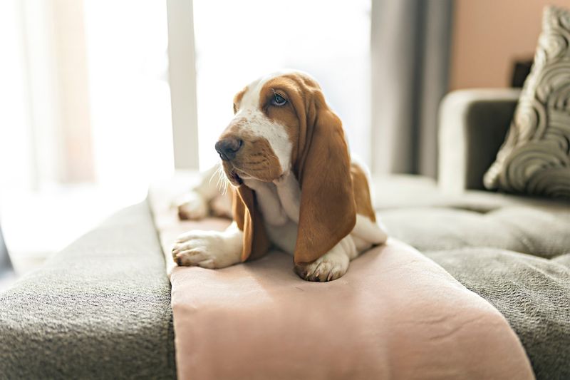 Basset Hound