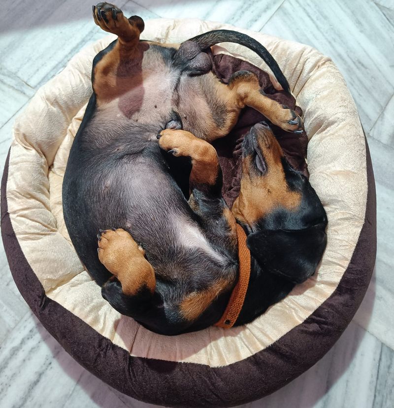 Dachshund