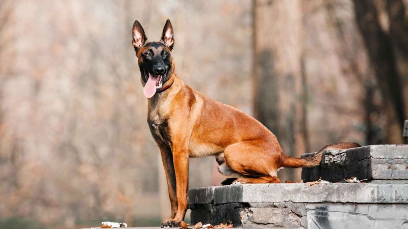 Belgian Malinois