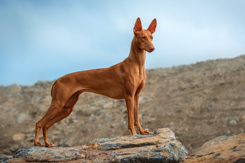 Pharaoh Hound