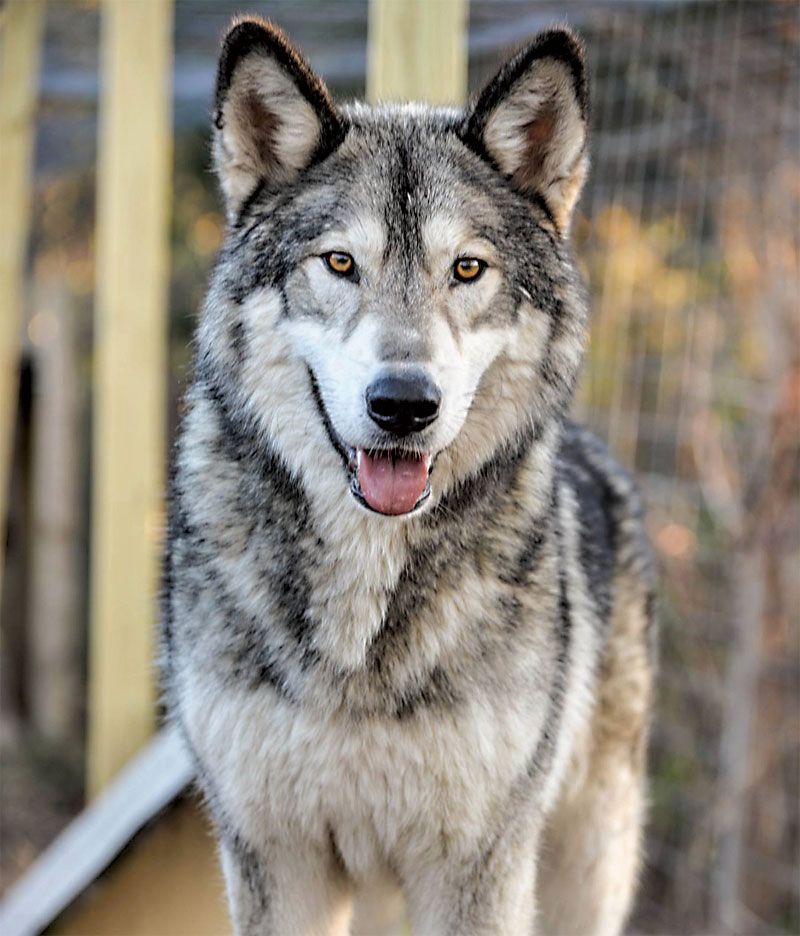 Wolfdog