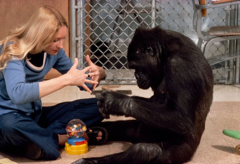 Koko the Gorilla