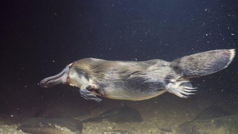 Platypus Glow-in-the-Dark Fur
