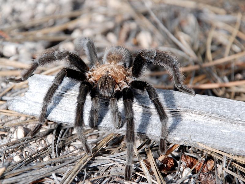 Tarantula