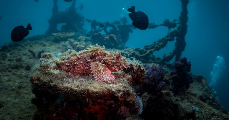 Stonefish