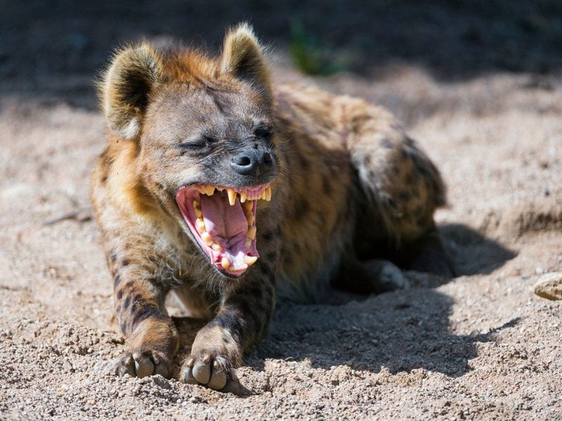 Hyena