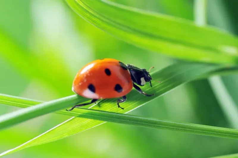Ladybug