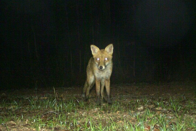Foxes