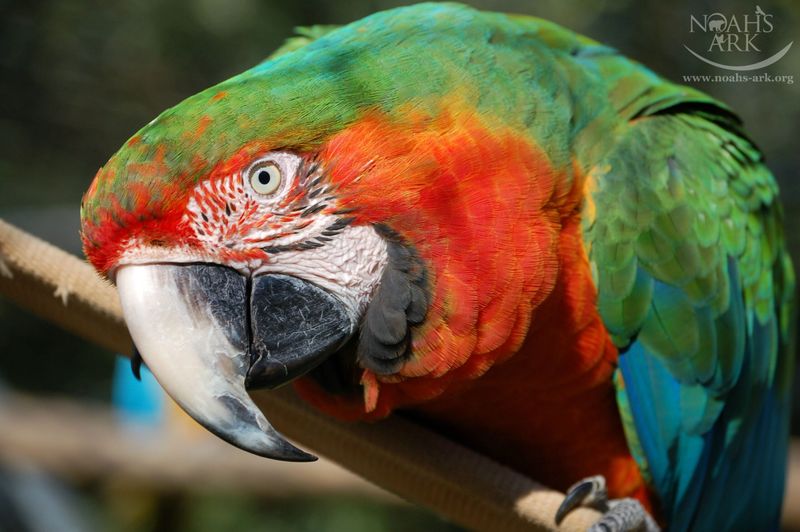 Scarlet Macaw x Blue-and-yellow Macaw