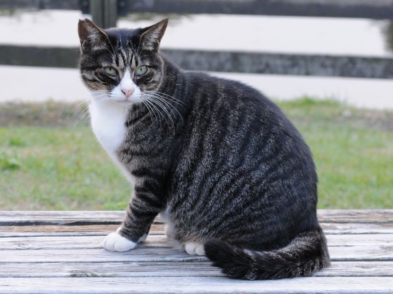 Mackerel Tabby