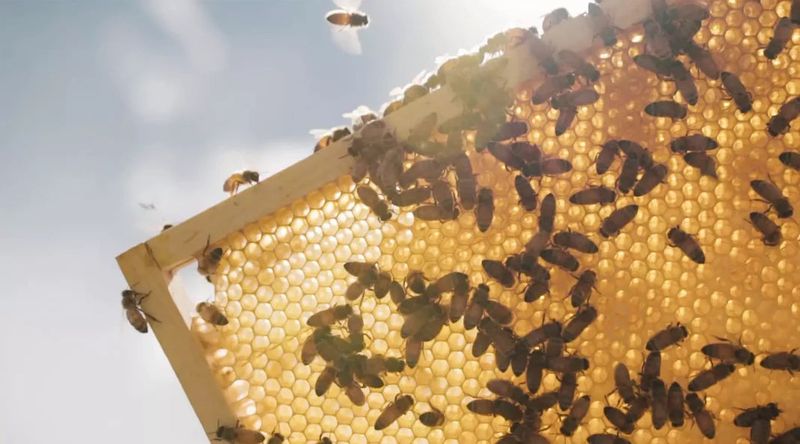 Honey and Beyond