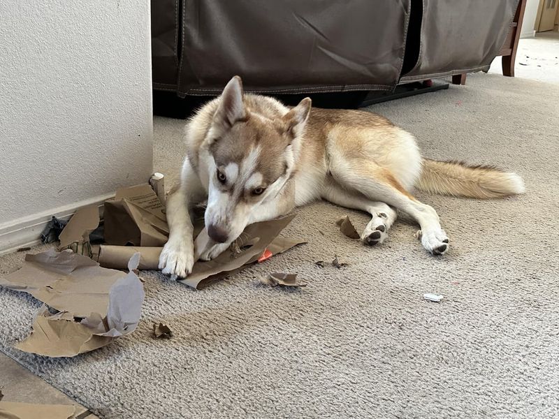 Destructive Chewing