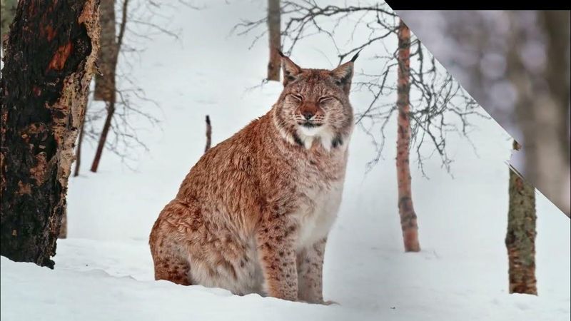 Eurasian Lynx