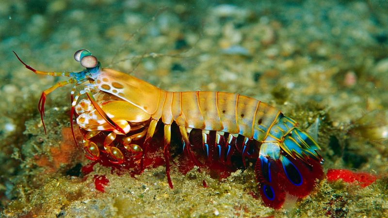 Peacock Mantis Shrimp