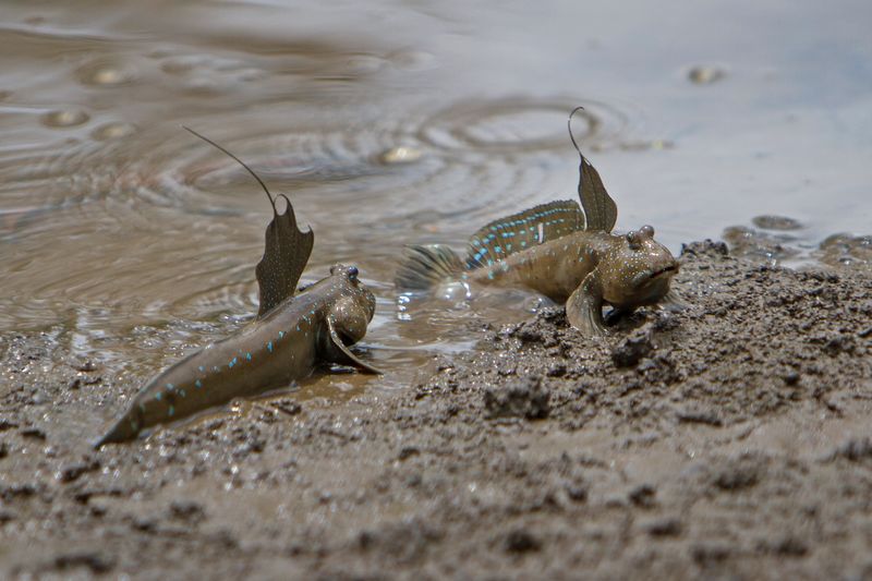 Mudskipper's Amphibious Act