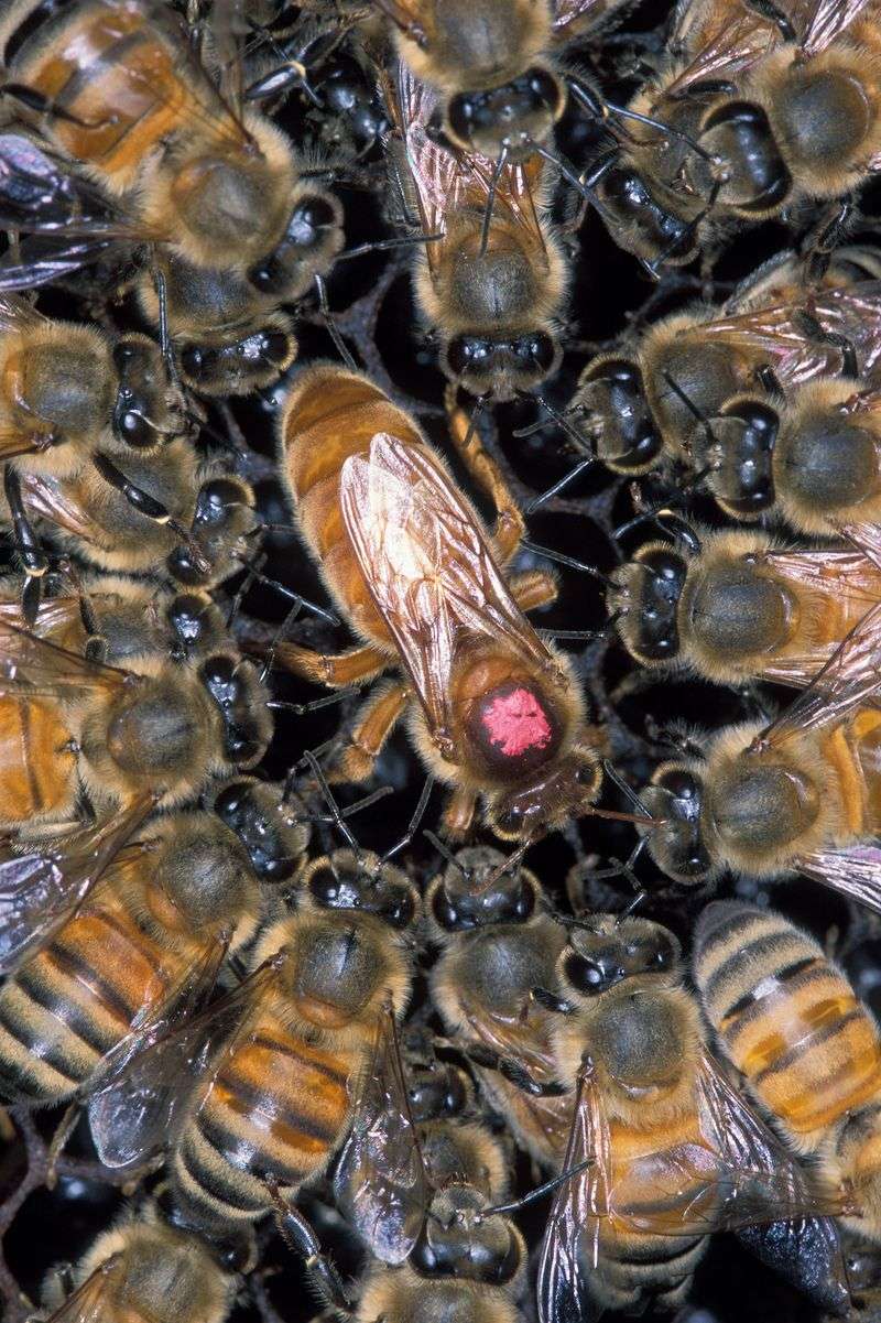 Honeybee Queen