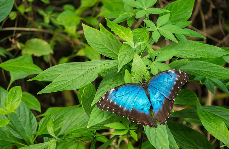 Blue Morpho Butterfly