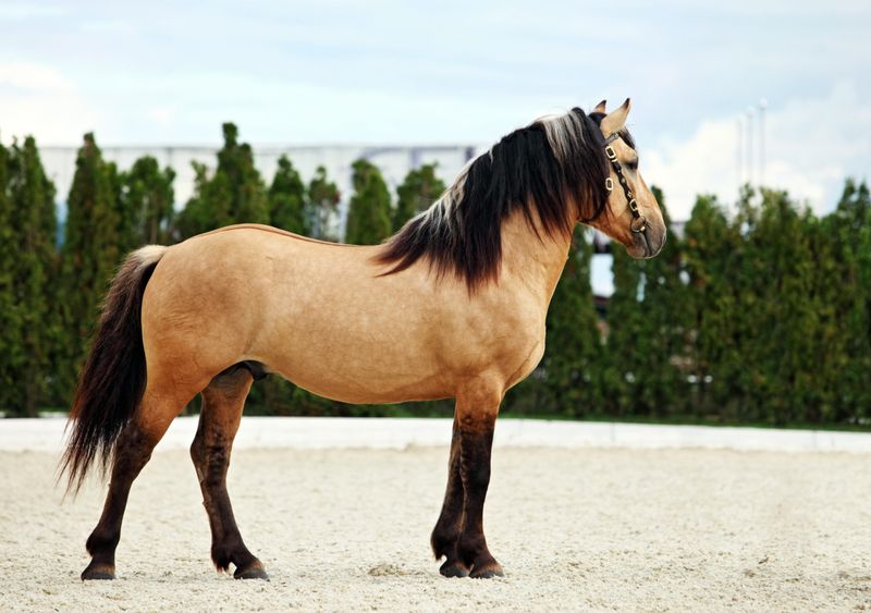 Paso Fino