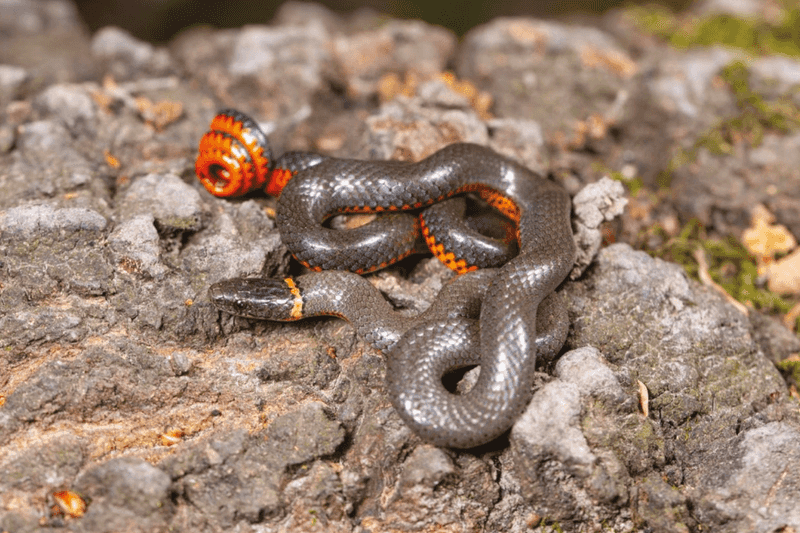 Ringneck Snake