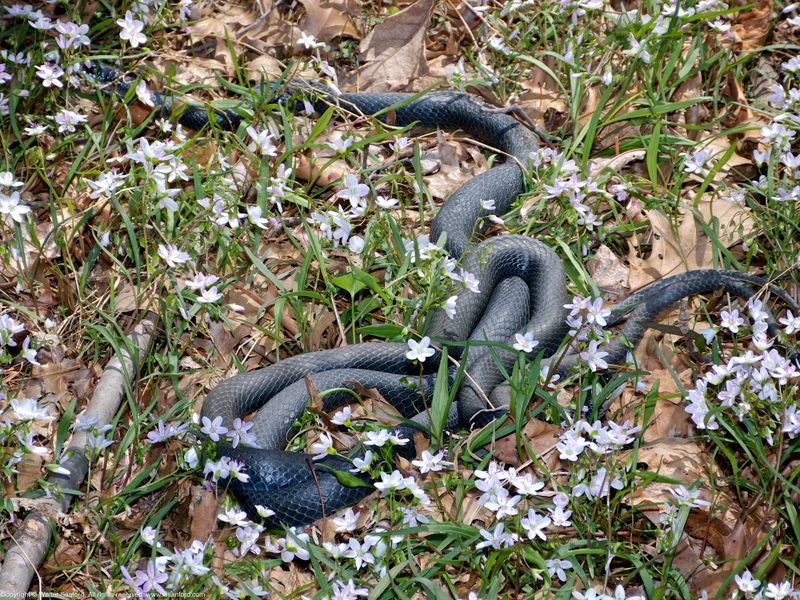 Black Racer