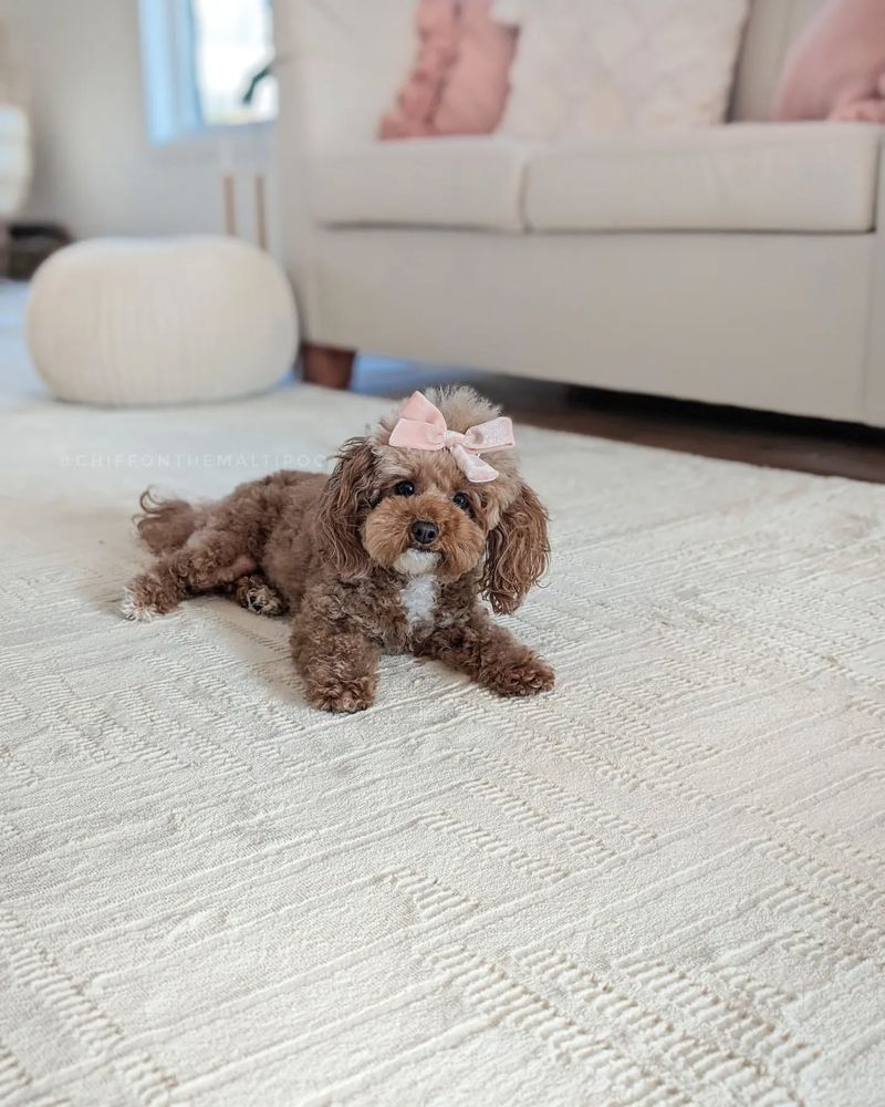 Maltipoo