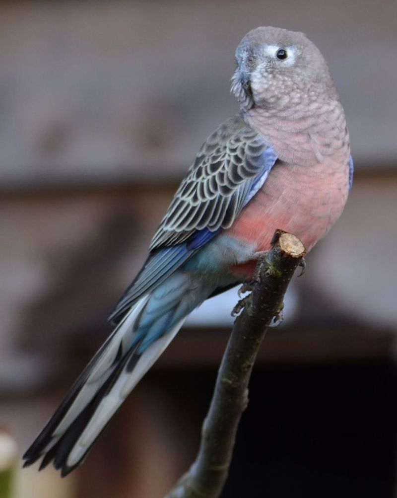 Bourke's Parrot