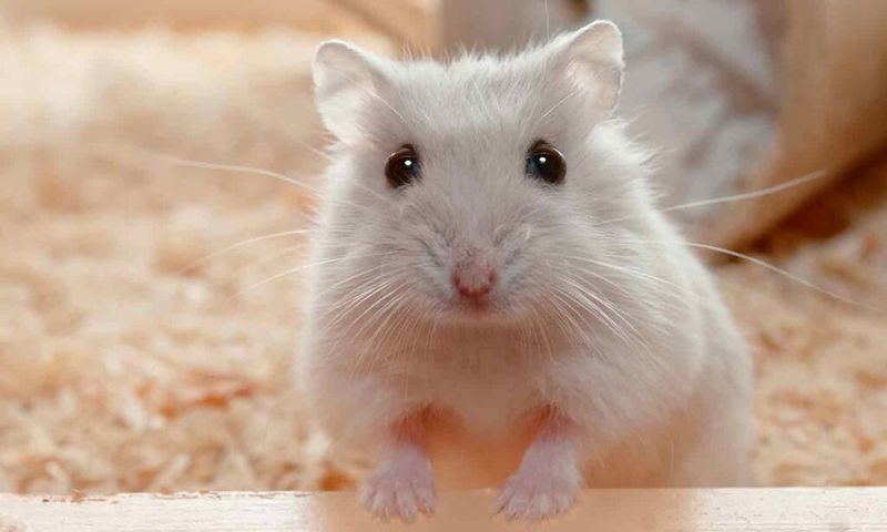 Hamsters