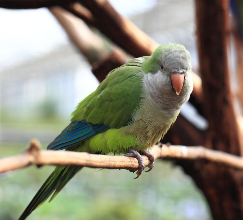 Quaker Parrot
